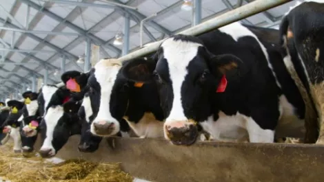 UPDATE: Fonterra Shareholders' Council relieved at dairy forecast being maintained